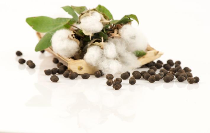 cotton-seeds